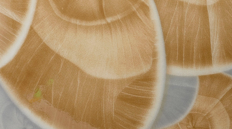 tranquil vase